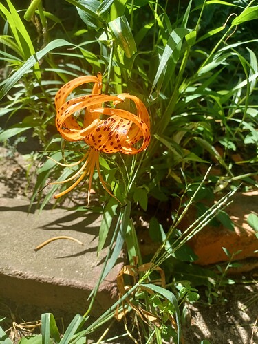 20240707_155443 Tiger Lily